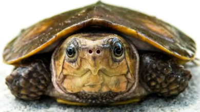Kaplumbağa Fotoğrafları İndir