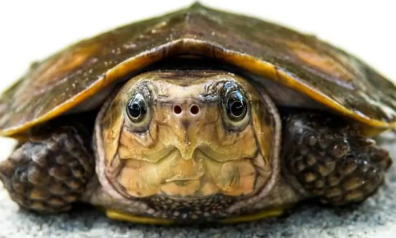 Kaplumbağa Fotoğrafları İndir